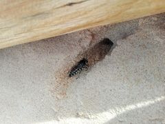 Stictia