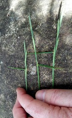 Anthosachne kingiana multiflora