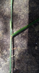 Anthosachne kingiana multiflora