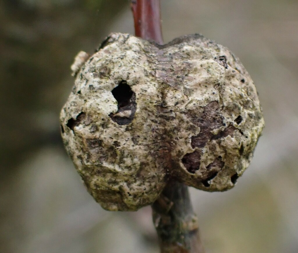 Euura amerinae
