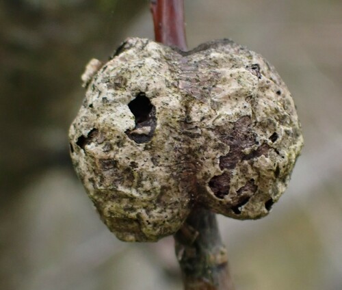 Euura amerinae