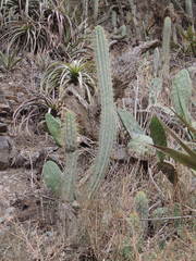 Trichocereus cuzcoensis