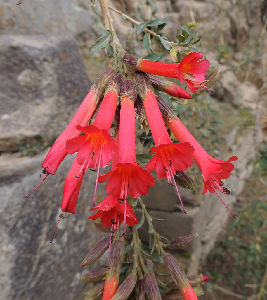 Cantua