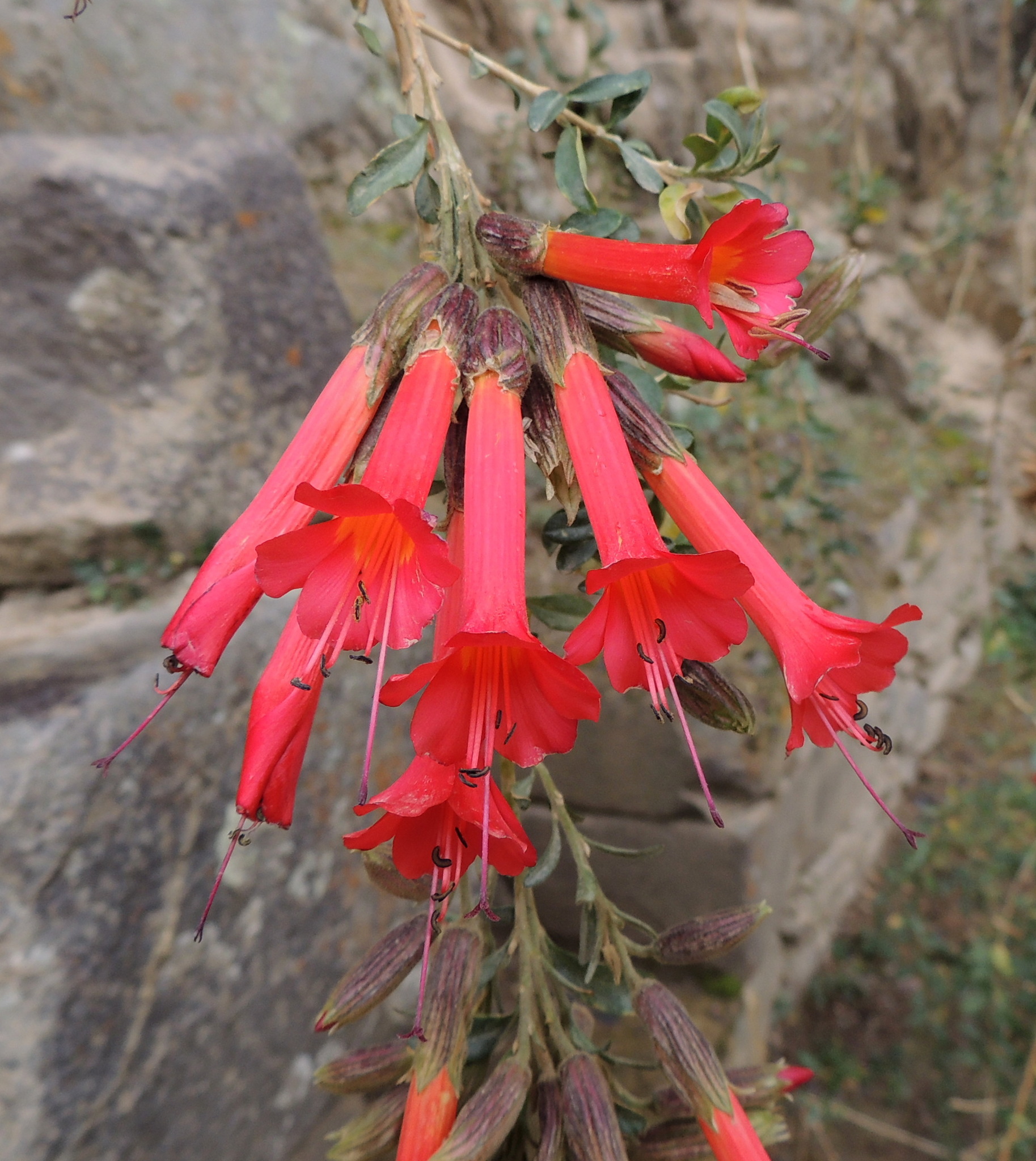 Cantua