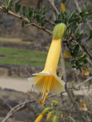 Cantua buxifolia