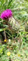 Cirsium mexicanum image