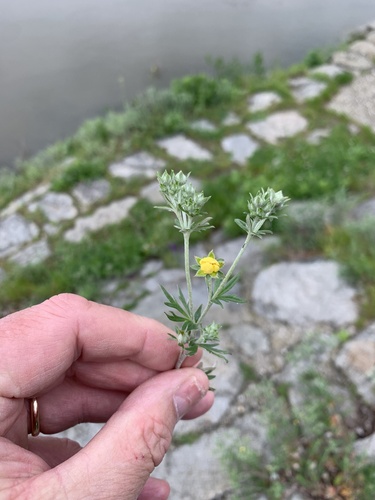 nátržník strieborný (Potentilla argentea)