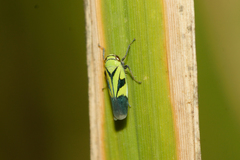 Nephotettix nigropictus
