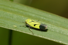Nephotettix nigropictus