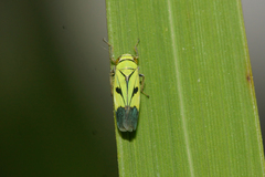 Nephotettix nigropictus
