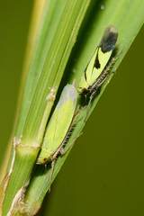 Nephotettix nigropictus