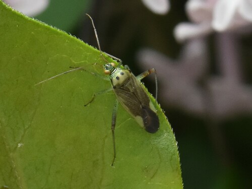 trivial plant bug, Groesbeek, Nederland, photo 5 of 10