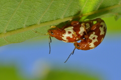 Asiophrida spectabilis