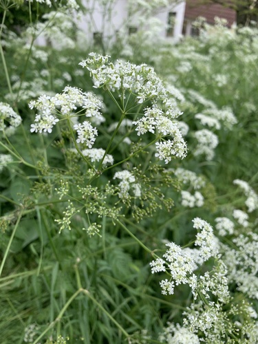 trebuľka lesná (Anthriscus sylvestris)