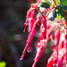 Ribes speciosum - Photo (c) BJ Stacey, algunos derechos reservados (CC BY-NC)