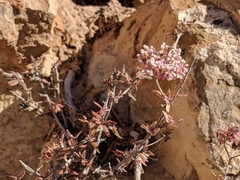 Eriogonum microtheca simpsonii