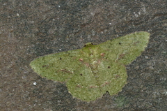 Herochroma cristata
