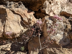 Eriogonum microtheca simpsonii