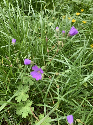 pakost pyrenejský (Geranium pyrenaicum)
