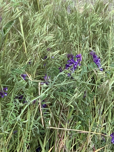 Vika huňatá (Vicia villosa)