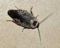 Gyna caffrorum