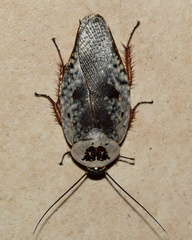 Gyna caffrorum