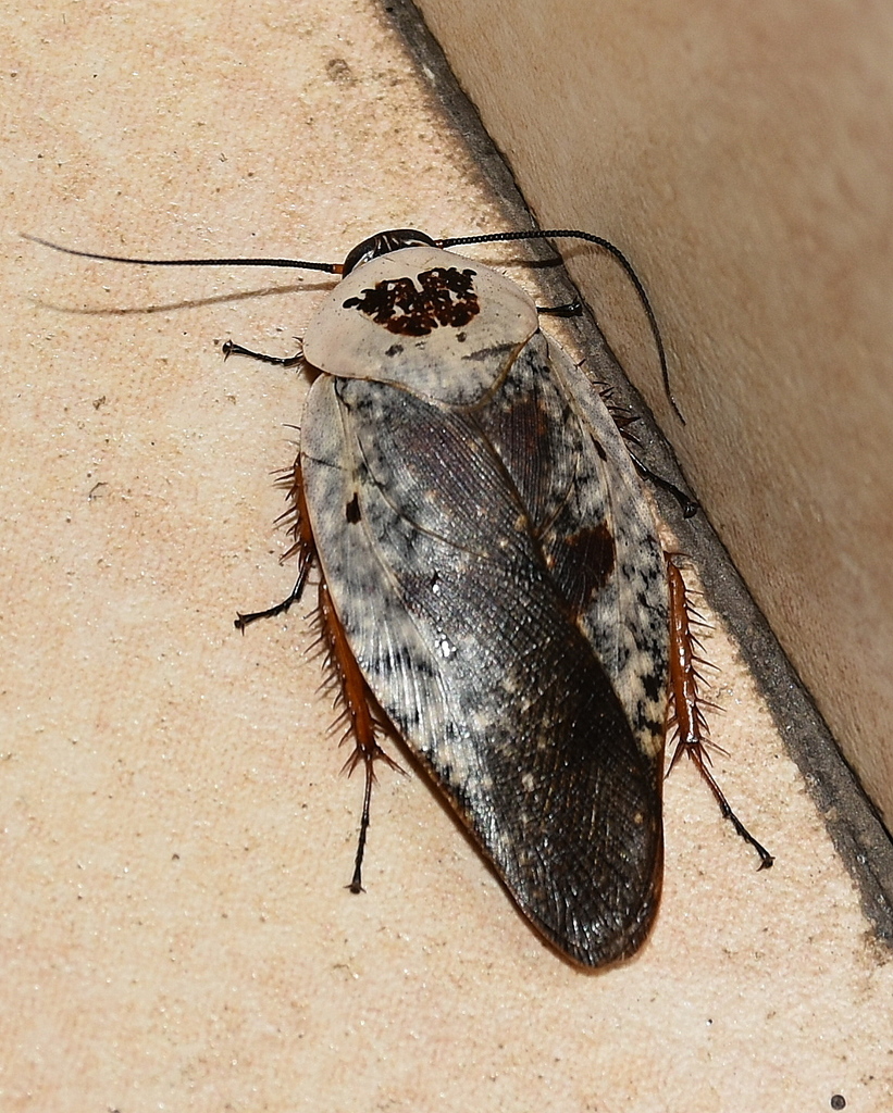 Porcelain Roaches