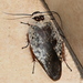 Porcelain Roaches - Photo (c) copper, some rights reserved (CC BY-NC), uploaded by copper