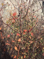 Prunus fremontii