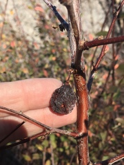 Prunus fremontii