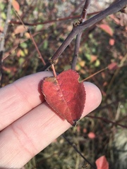 Prunus fremontii