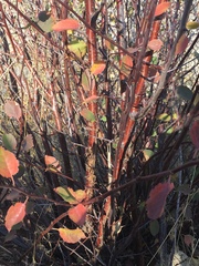 Prunus fremontii