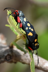 Arniocera auriguttata