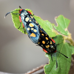 Arniocera auriguttata