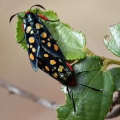 Arniocera auriguttata