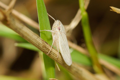 Cofana spectra