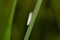 Cofana spectra