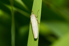 Cofana spectra
