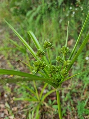 Cyperus eragrostis image