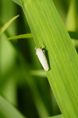 Cofana spectra