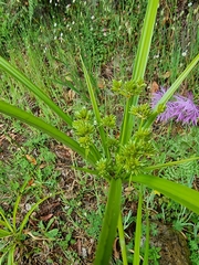 Cyperus eragrostis image