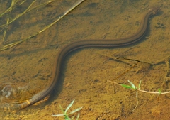 Dieurostus dussumieri