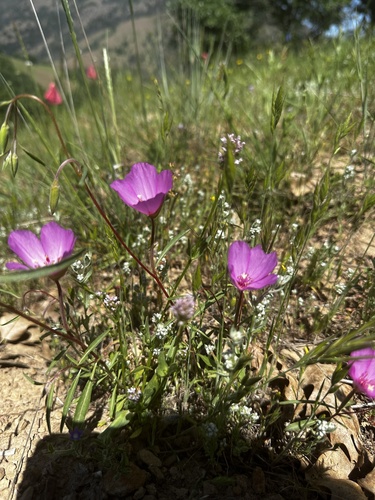 iNaturalist observation photo of slender clarkia
