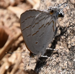 Hypolycaena philippus
