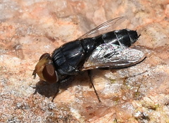 Miltogramminae