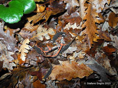 Salamandrina perspicillata