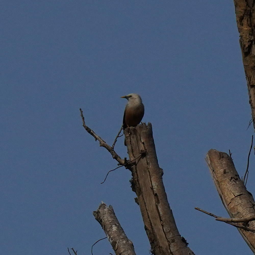 Malabar Starling illustration