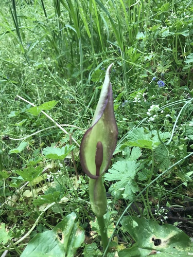 Arum cylindraceum (Arum cylindraceum)