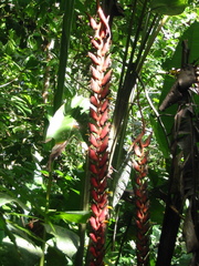 Heliconia stilesii
