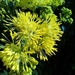 Yellow Meadow-Rue - Photo (c) pedro_fonseca_alverca, some rights reserved (CC BY-NC), uploaded by pedro_fonseca_alverca
